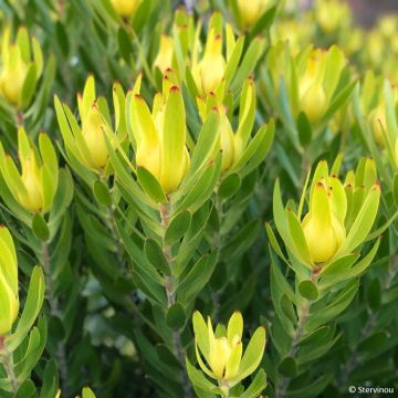 Leucadendron Safari Sunset