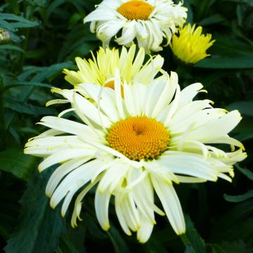 Leucanthemum superbum Broadway lights - Grande marguerite en pot de 2/3L