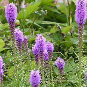 Liatride en épi Liatris Violet - Liatris spicata