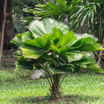 Dypsis plumosa - Palmier plumeux
