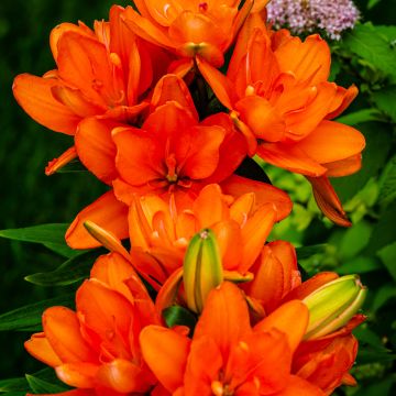 Lis asiatique Mapira