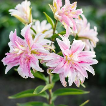Lilium Magic Star - Lis Groupe oriental double