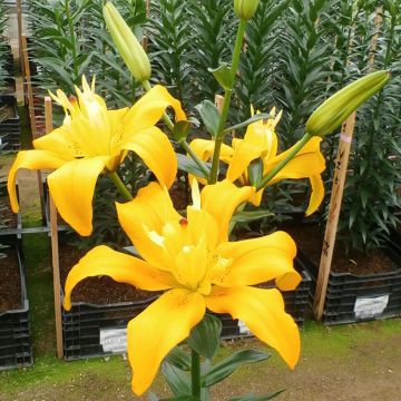 Lis  hybride Backhand Butterfly Spring