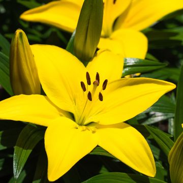 Lis asiatique - Lilium Netty's pride