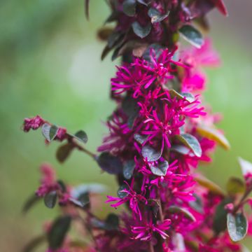 Loropetalum chinense Pipa's Red