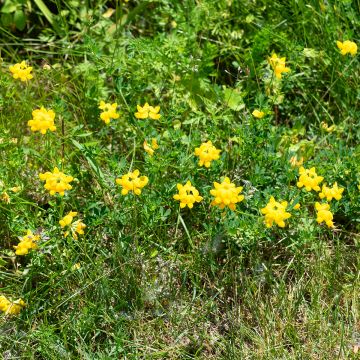 Lotus corniculatus Plenus - Lotier commun à fleurs doubles