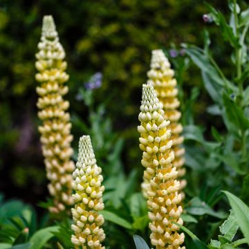Lupin Gallery Yellow - Lupin hybride.