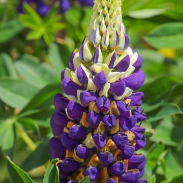 Lupin Gallery Yellow - Lupin hybride.