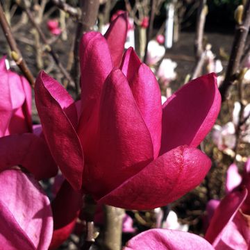 Magnolia Genie