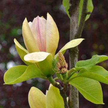 Magnolia Honey Tulip