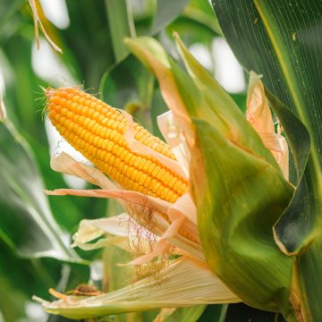 Maïs sucré Tasty Sweet Trophy F1 - Zea Mays