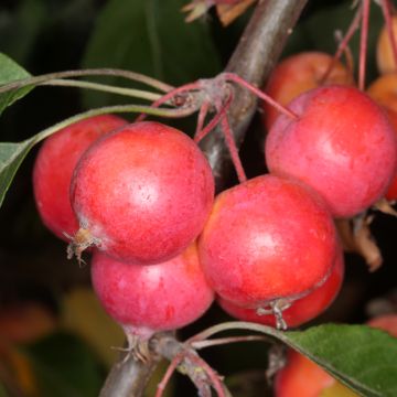Pommier d'ornement - Malus Sugar Tyme