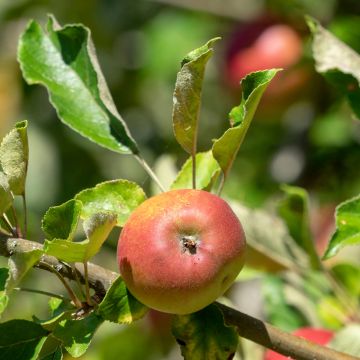 Pommier Reneta Landsberska