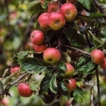 Pommier Rarytas Śląski