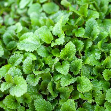 Mélisse citronelle Bio - Melissa officinalis