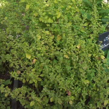 Mélisse citronnelle - Melissa officinalis - Mélisse officinale