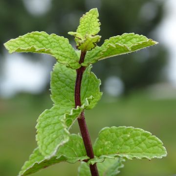 Mentha Chinoise - Menthe Chinoise