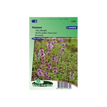 Menthe Pouliot - Mentha pulegium