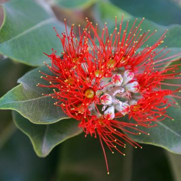 Metrosideros Ferris Wheel