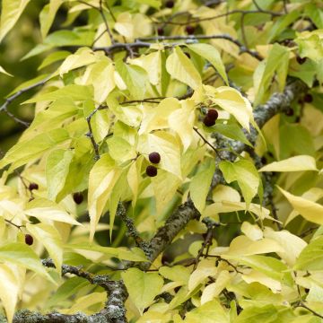 Celtis australis - Micocoulier de Provence