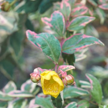 Millepertuis tricolore - Hypericum moserianum Tricolor