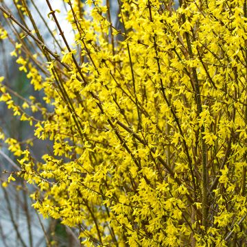 Mimosa de Paris - Forsythia x intermedia Mindor