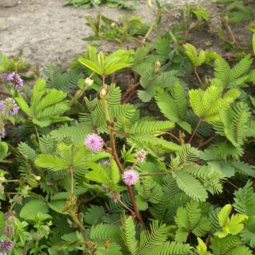 Mimosa pudica - Sensitive