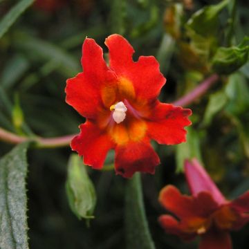Mimulus aurantiacus Mai Tai Red - Mimule