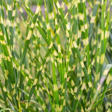 Miscanthus Sinensis Variegatus - Eulalie - Roseau de Chine