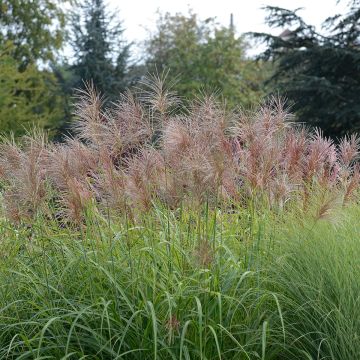 Miscanthus transmorrisonensis - Roseau de Chine