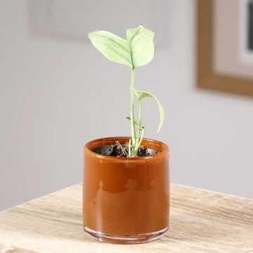 Monstera Amydrium medium Silver