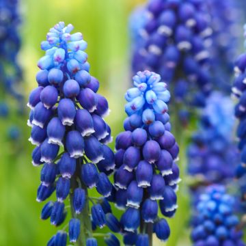 Muscari armeniacum Dark Eyes