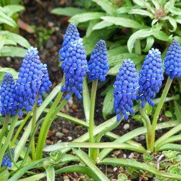 Muscari armeniacum Dark Eyes