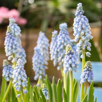 Muscari armeniacum Dark Eyes