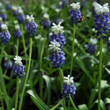 Muscari armeniacum Dark Eyes