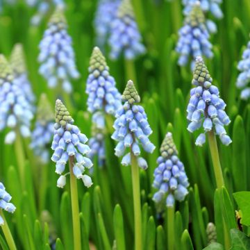 Muscari armeniacum Dark Eyes
