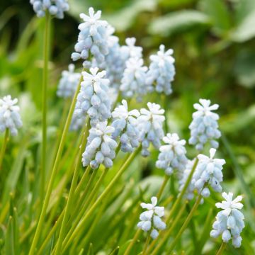 Muscari armeniacum Dark Eyes