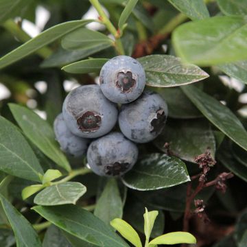 Myrtillier d’Amérique Patriot Bio