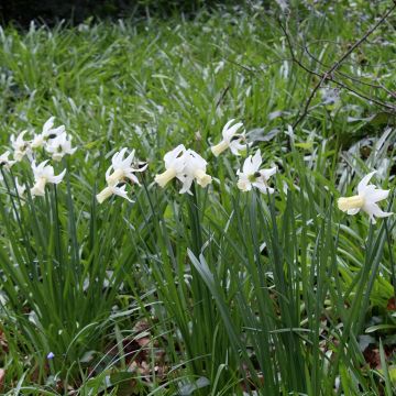 Narcisse Triandrus Lemon Drops