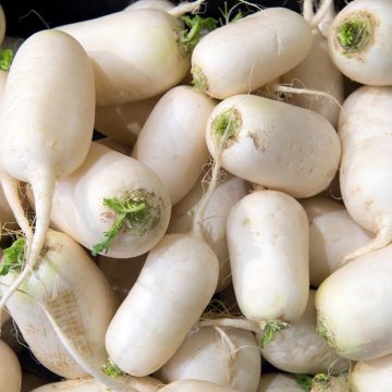 Navet Des Vertus Marteau - Brassica rapa