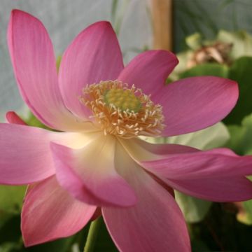 Nelumbo nucifera rose - Lotus des Indes rose