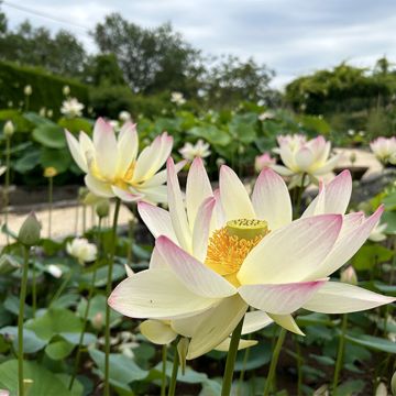 Nelumbo nucifera rose - Lotus des Indes rose