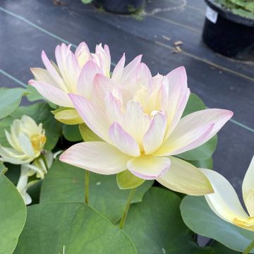 Nelumbo nucifera rose - Lotus des Indes rose