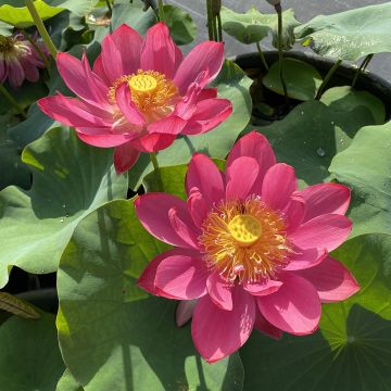 Nelumbo nucifera rose - Lotus des Indes rose