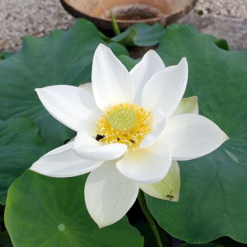 Nelumbo nucifera rose - Lotus des Indes rose