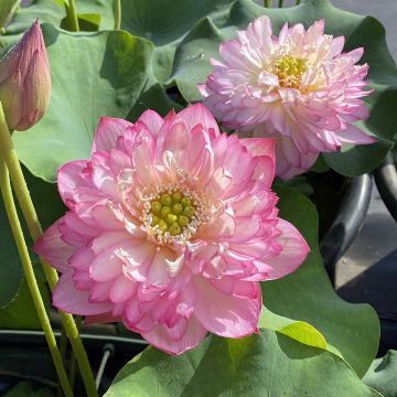 Nelumbo nucifera rose - Lotus des Indes rose