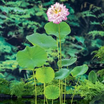 Nelumbo nucifera rose - Lotus des Indes rose
