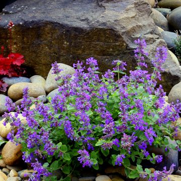 Nepeta faassenii - Népéta hybride.