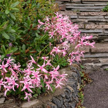 Nerine bowdenii type - Lis de Guernesey
