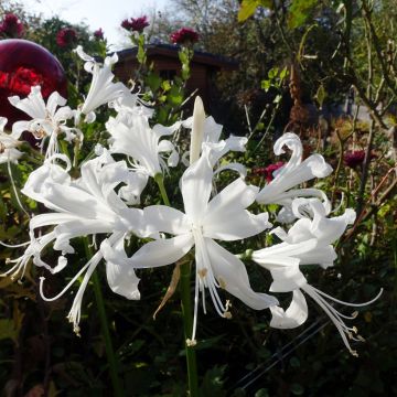 Nerine bowdenii type - Lis de Guernesey